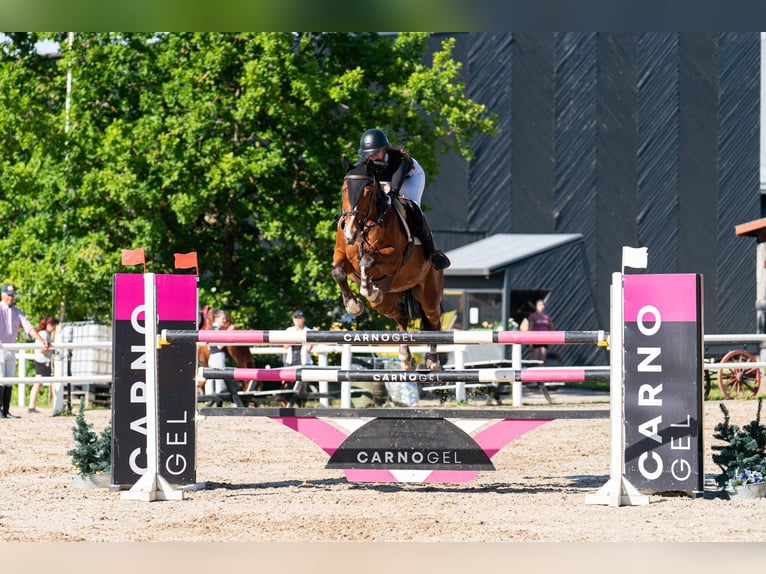 Studbook européen anglo Hongre 10 Ans 170 cm Bai cerise in tallinn