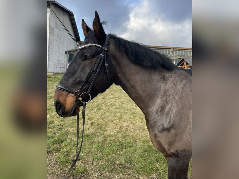 Studbook européen anglo Hongre 10 Ans 172 cm Bai brun in Weißensee