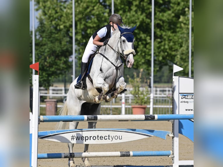 Studbook européen anglo Hongre 10 Ans 182 cm Gris in Margarethen am Moos