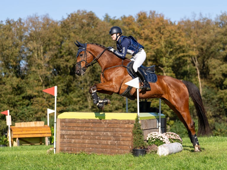 Studbook européen anglo Hongre 11 Ans 164 cm Bai in Wierden