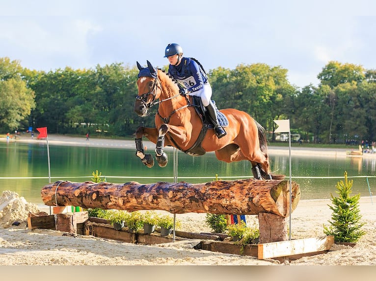 Studbook européen anglo Hongre 11 Ans 164 cm Bai in Wierden