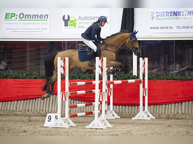 Studbook européen anglo Hongre 11 Ans 164 cm Bai in Wierden