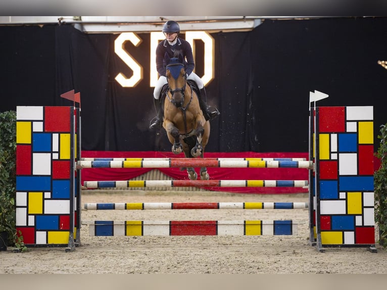 Studbook européen anglo Hongre 11 Ans 164 cm Bai in Wierden