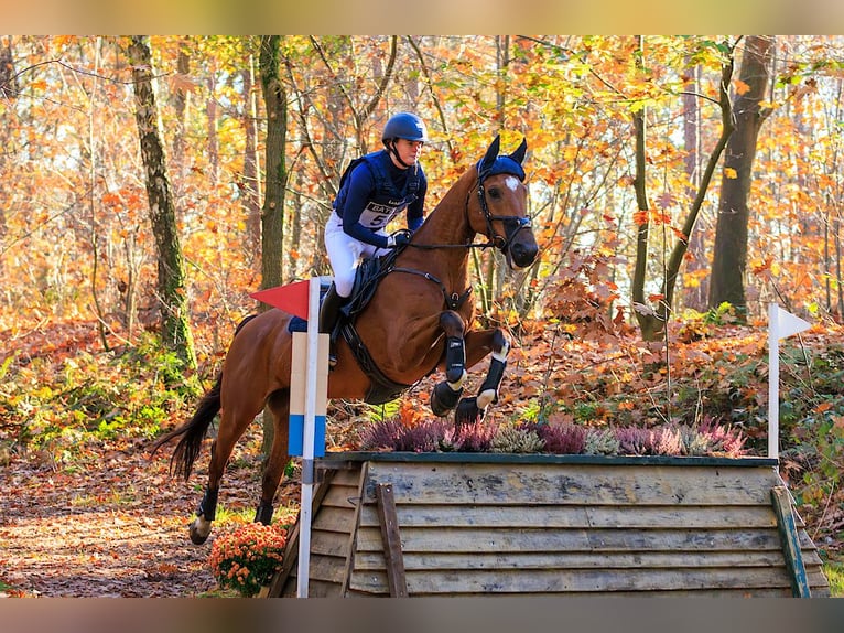 Studbook européen anglo Hongre 11 Ans 164 cm Bai in Wierden