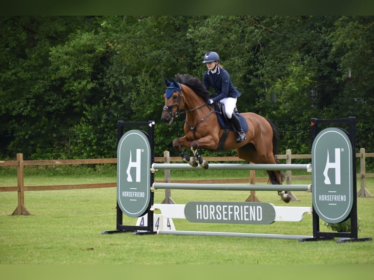 Studbook européen anglo Hongre 11 Ans 164 cm Bai in Wierden