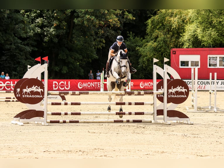 Studbook européen anglo Hongre 11 Ans 165 cm Gris in Wa&#x142;brzych