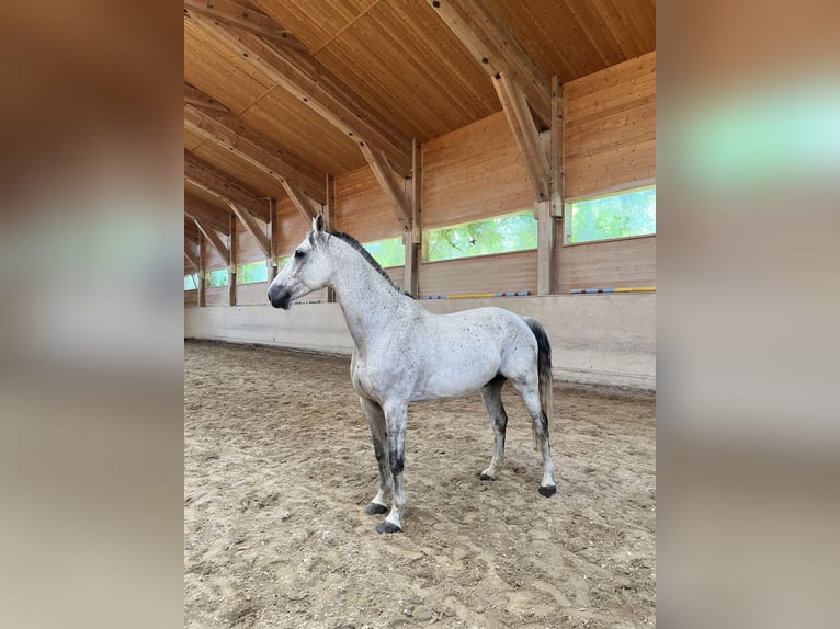 Studbook européen anglo Hongre 11 Ans 165 cm Gris pommelé in Haslau