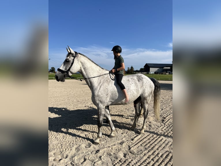 Studbook européen anglo Hongre 11 Ans 165 cm Gris pommelé in Haslau