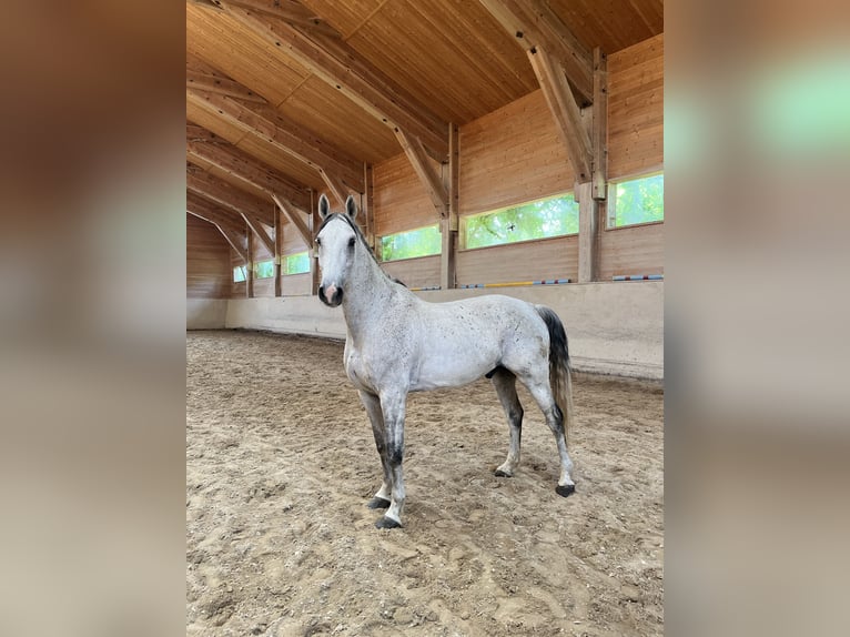 Studbook européen anglo Hongre 11 Ans 165 cm Gris pommelé in Haslau