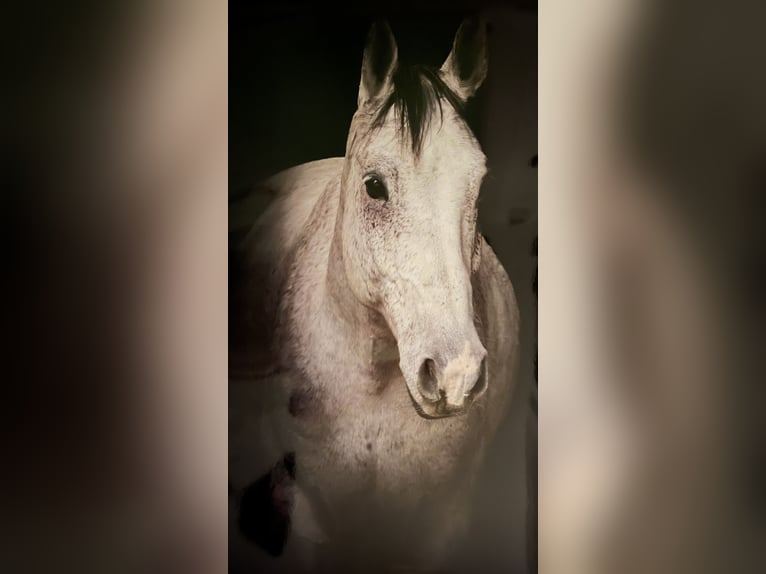 Studbook européen anglo Hongre 11 Ans 165 cm Gris pommelé in Haslau