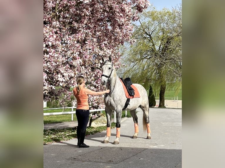 Studbook européen anglo Hongre 11 Ans 165 cm Gris pommelé in Haslau