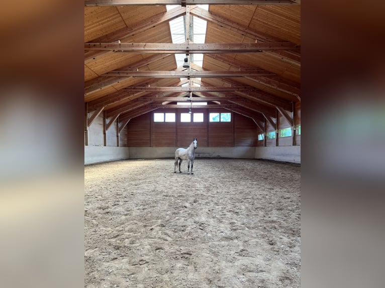 Studbook européen anglo Hongre 11 Ans 165 cm Gris pommelé in Haslau