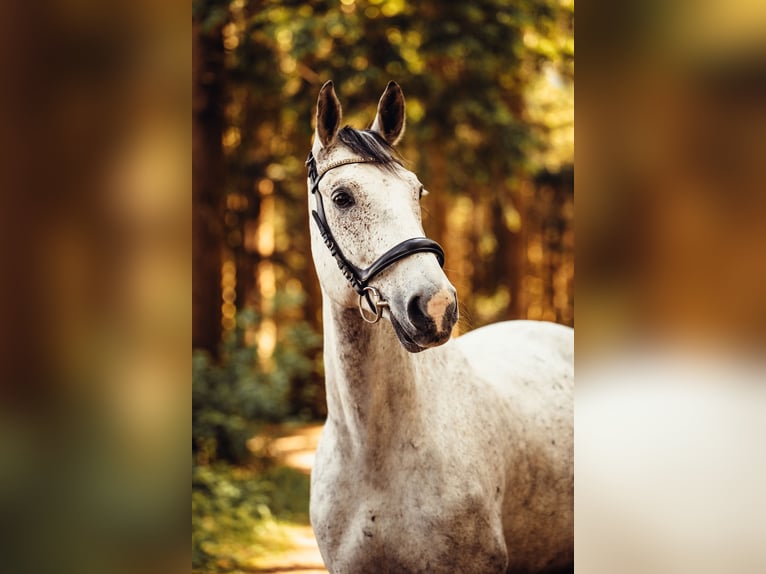 Studbook européen anglo Hongre 11 Ans 165 cm Gris pommelé in Haslau