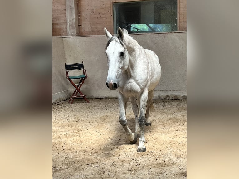 Studbook européen anglo Hongre 11 Ans 165 cm Gris pommelé in Haslau