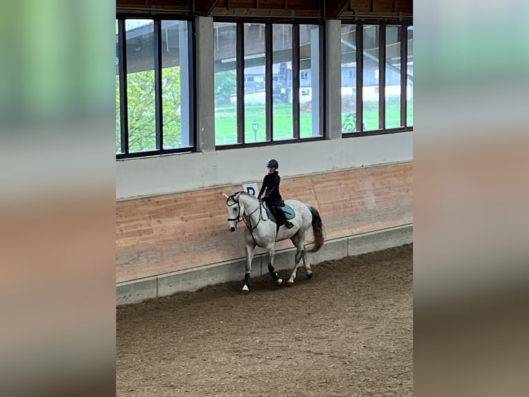 Studbook européen anglo Hongre 11 Ans 165 cm Gris pommelé in Haslau