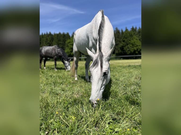 Studbook européen anglo Hongre 11 Ans 165 cm Gris pommelé in Haslau