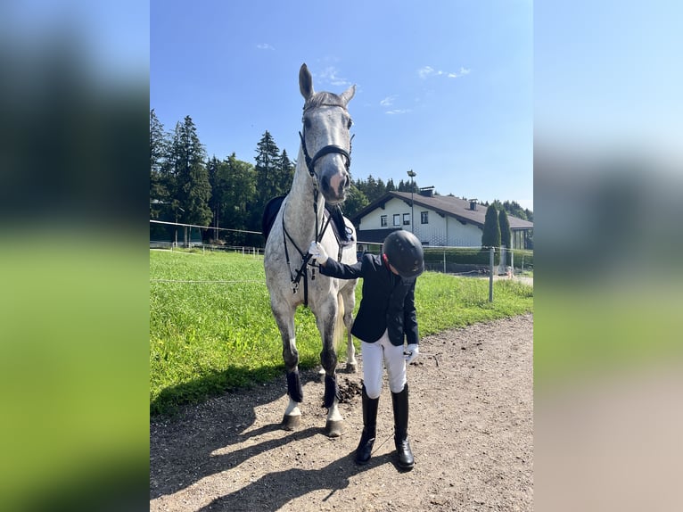 Studbook européen anglo Hongre 11 Ans 165 cm Gris pommelé in Haslau