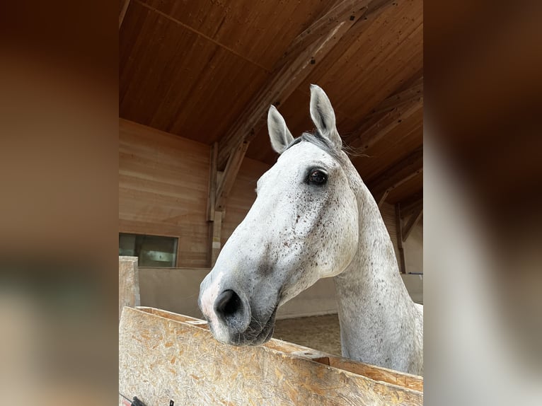 Studbook européen anglo Hongre 11 Ans 165 cm Gris pommelé in Haslau