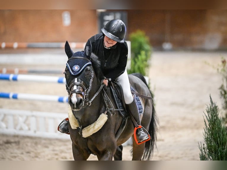 Studbook européen anglo Hongre 11 Ans 170 cm Bai brun in Grub SG