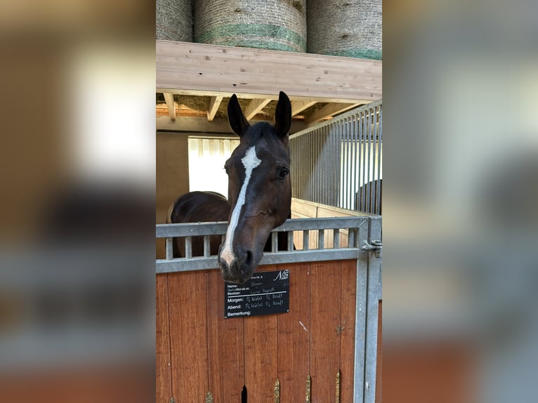 Studbook européen anglo Hongre 11 Ans 170 cm Bai brun in Grub SG