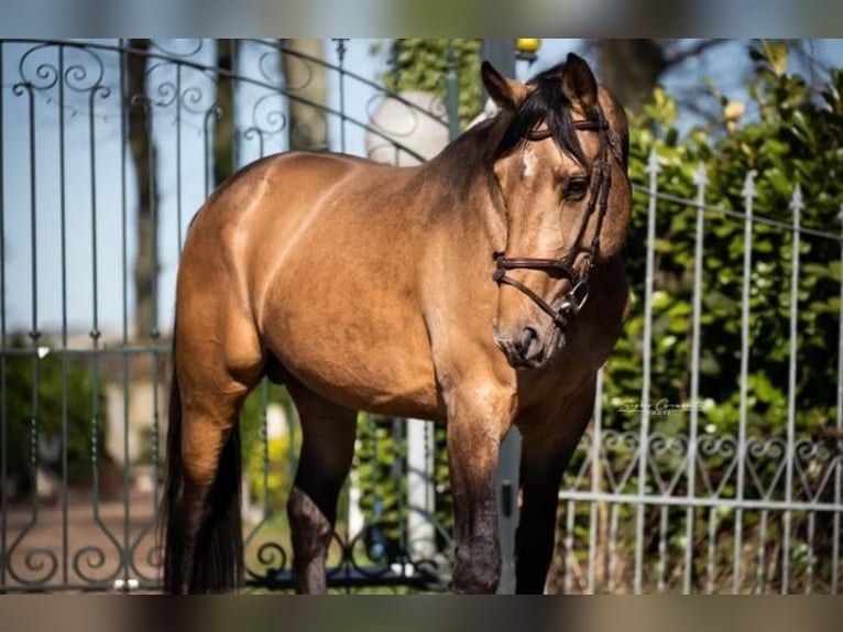 Studbook européen anglo Hongre 11 Ans 174 cm in Heusden zolder