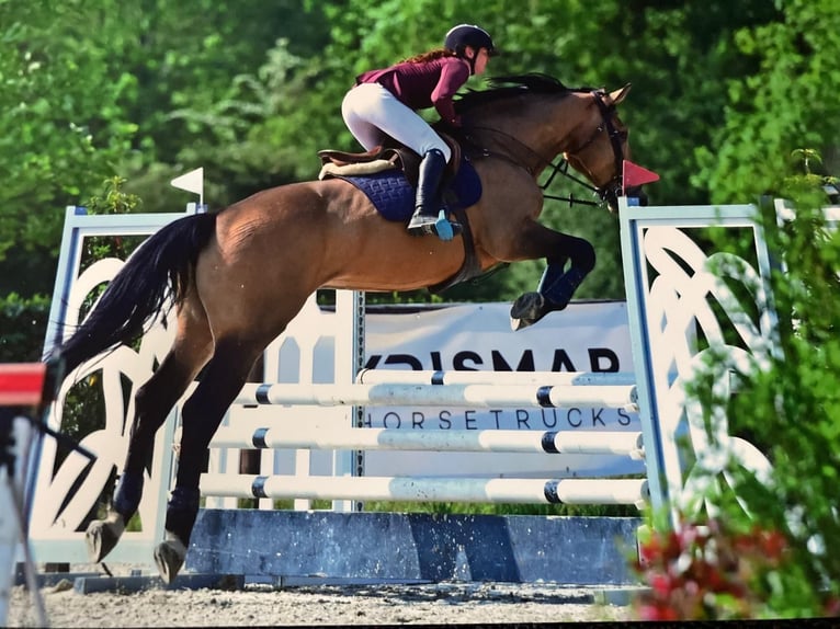 Studbook européen anglo Hongre 11 Ans 174 cm in Heusden zolder