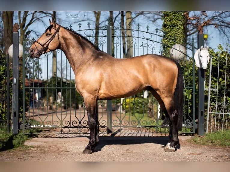 Studbook européen anglo Hongre 11 Ans 174 cm in Heusden zolder
