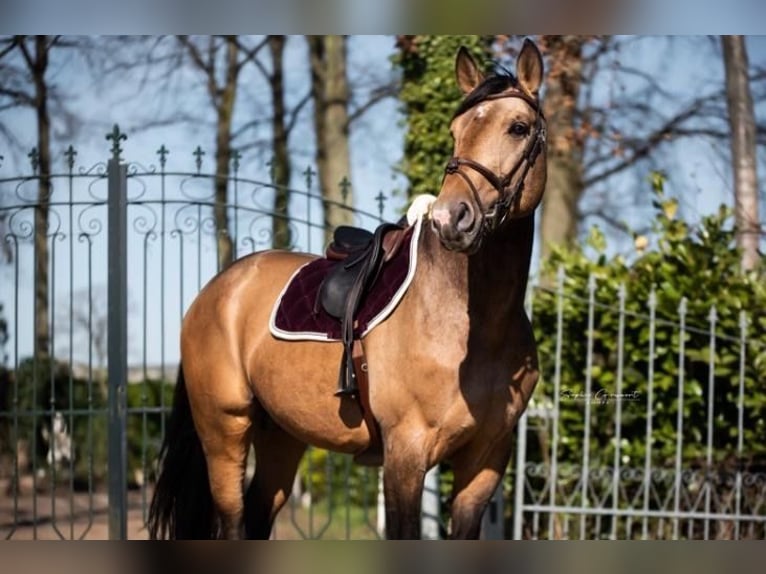 Studbook européen anglo Hongre 11 Ans 174 cm in Heusden zolder