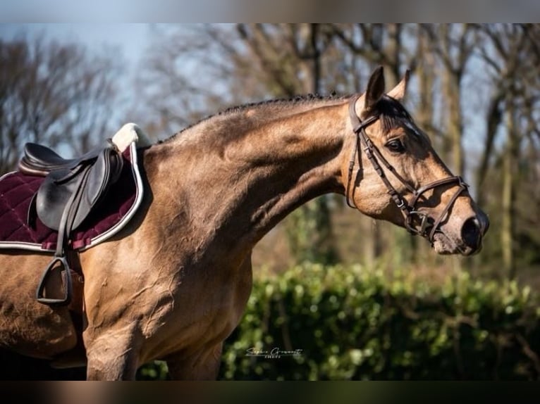 Studbook européen anglo Hongre 11 Ans 174 cm in Heusden zolder