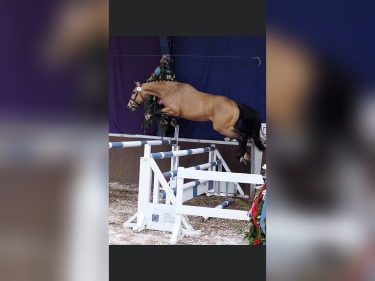 Studbook européen anglo Hongre 11 Ans 174 cm in Heusden zolder