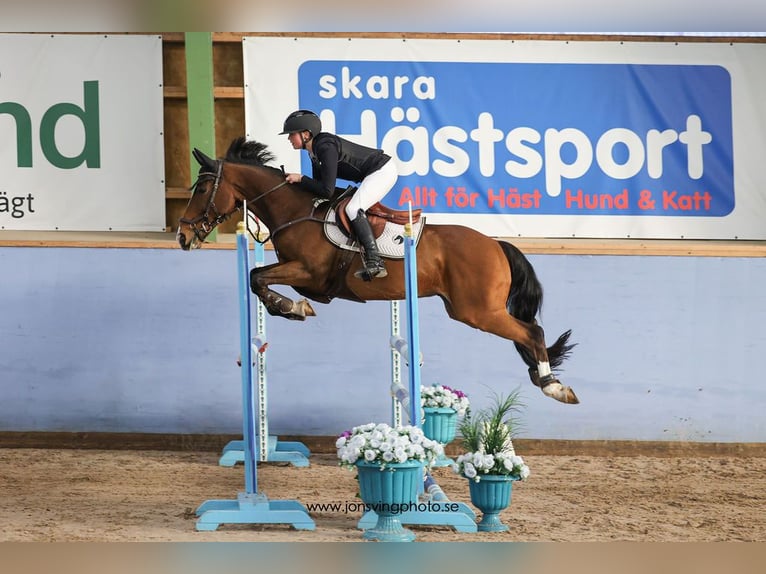 Studbook européen anglo Hongre 15 Ans 148 cm Bai in Kullavik, Halland