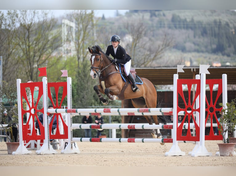 Studbook européen anglo Hongre 15 Ans 148 cm Bai in Kullavik, Halland