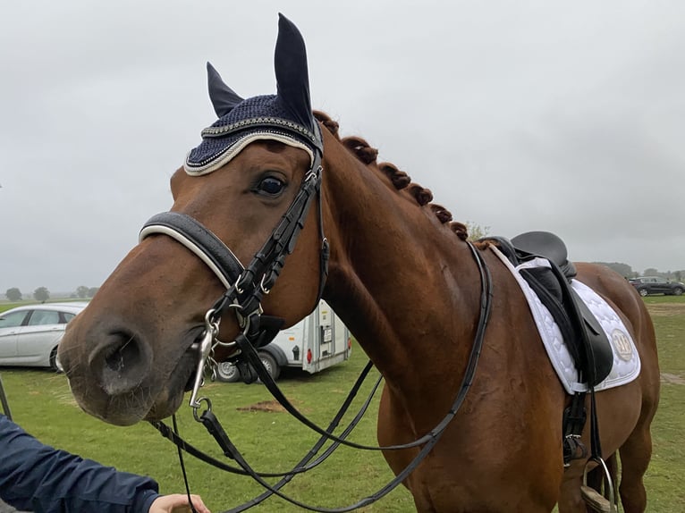 Studbook européen anglo Hongre 15 Ans 178 cm Alezan in Bramsche