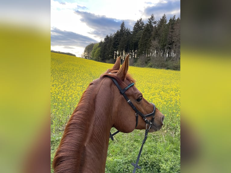 Studbook européen anglo Hongre 15 Ans 178 cm Alezan in Bramsche