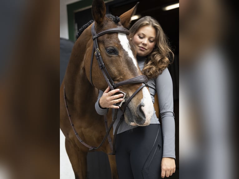 Studbook européen anglo Hongre 16 Ans 148 cm Bai in Kullavik, Halland