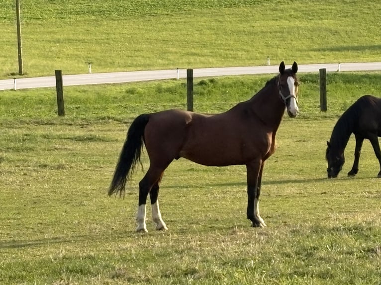 Studbook européen anglo Hongre 18 Ans 164 cm Bai in Alberndorf