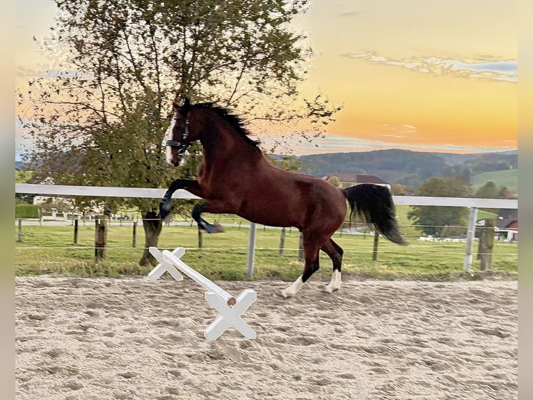 Studbook européen anglo Hongre 18 Ans 164 cm Bai in Alberndorf