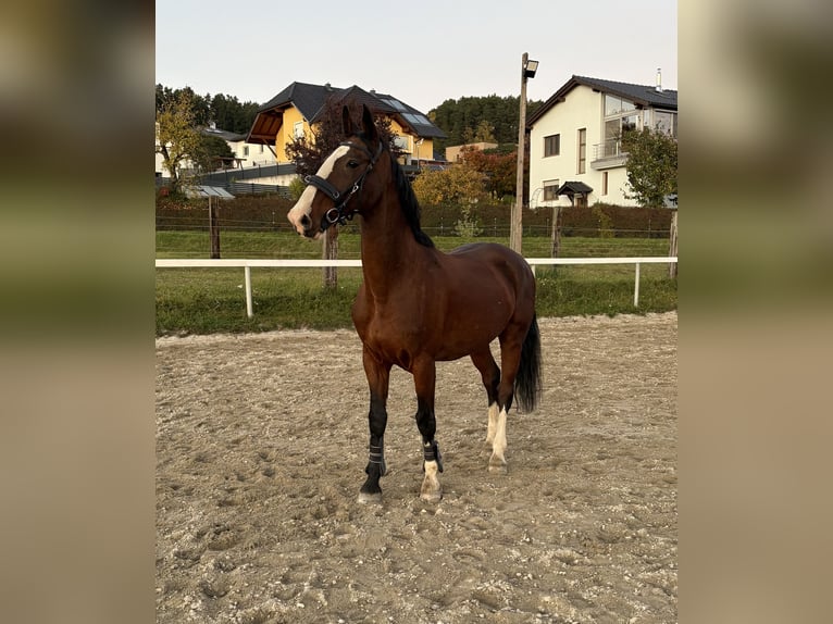 Studbook européen anglo Hongre 18 Ans 164 cm Bai in Alberndorf