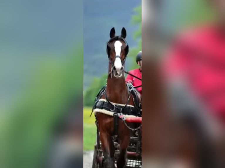 Studbook européen anglo Hongre 18 Ans 164 cm Bai in Alberndorf