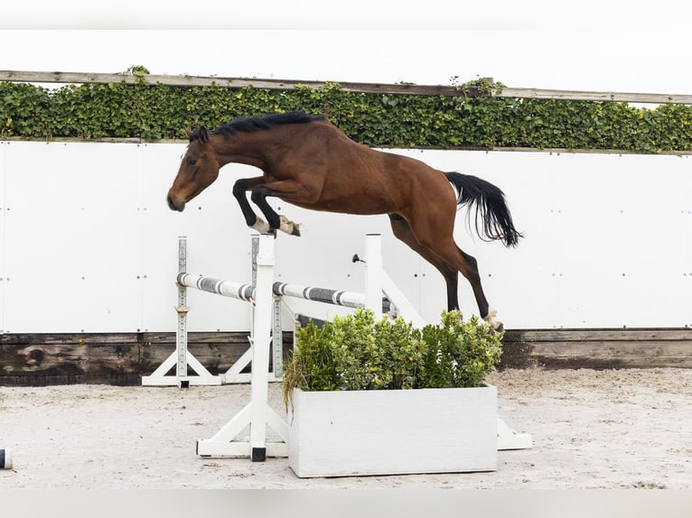 Studbook européen anglo Hongre 2 Ans 153 cm Bai in Waddinxveen