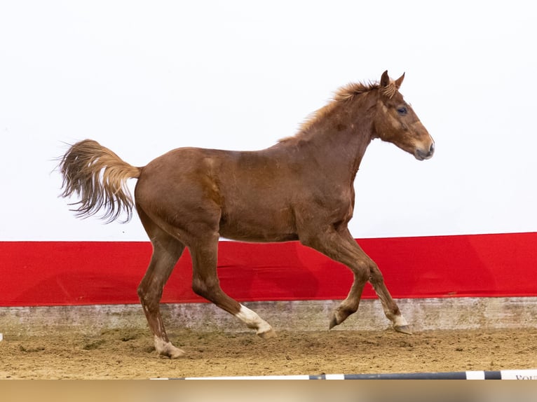 Studbook européen anglo Hongre 2 Ans 156 cm in Waddinxveen