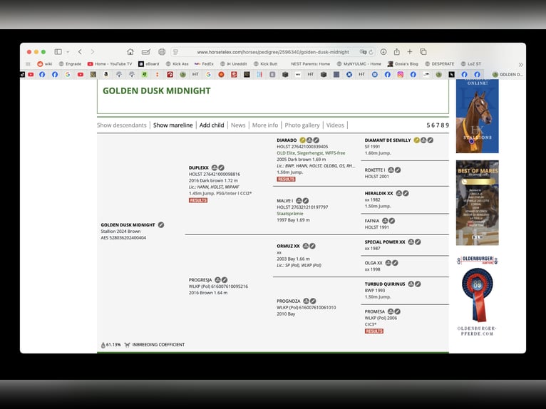 Studbook européen anglo Hongre 2 Ans 165 cm Bai cerise in Świetakowo