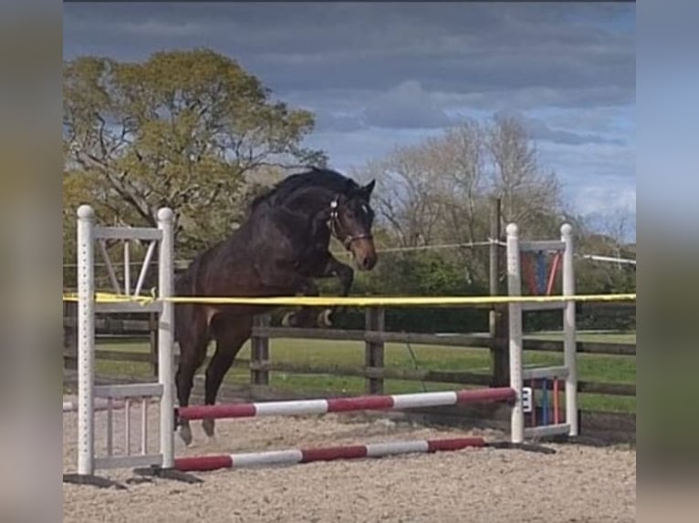 Studbook européen anglo Hongre 2 Ans 168 cm Bai brun in west sussex