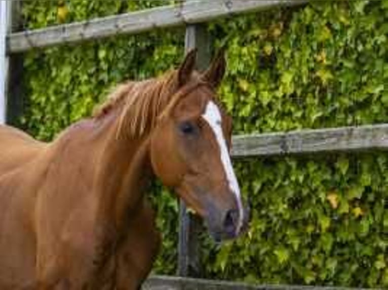 Studbook européen anglo Hongre 3 Ans 147 cm Alezan in Waddinxveen