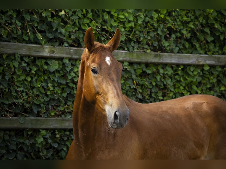 Studbook européen anglo Hongre 3 Ans 157 cm Alezan in Waddinxveen