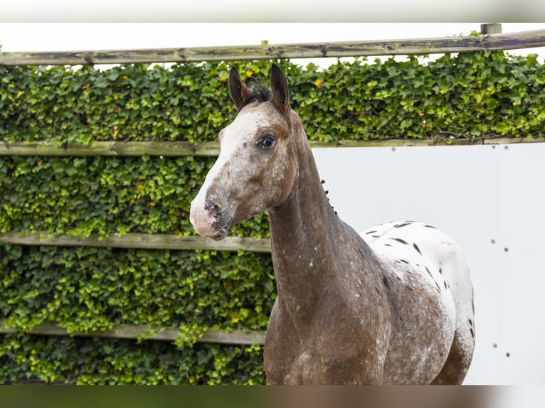Studbook européen anglo Hongre 3 Ans 158 cm Léopard in Waddinxveen