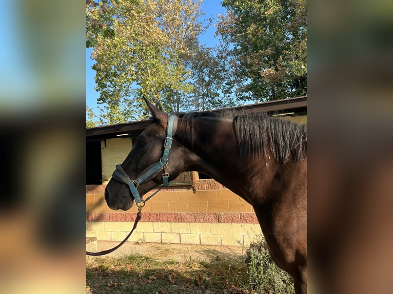 Studbook européen anglo Hongre 3 Ans 163 cm Bai in GROTE-BROGEL
