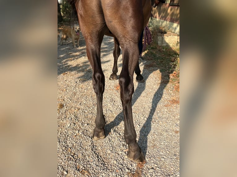 Studbook européen anglo Hongre 3 Ans 163 cm Bai in GROTE-BROGEL