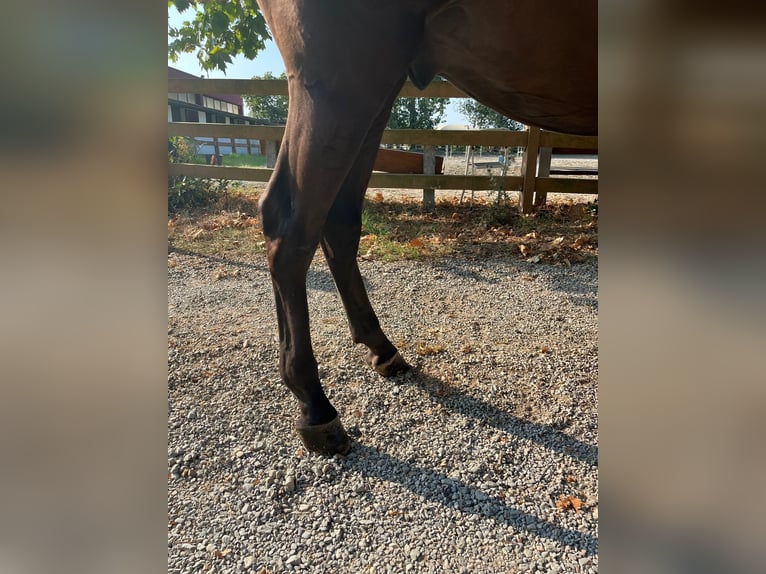 Studbook européen anglo Hongre 3 Ans 163 cm Bai in GROTE-BROGEL