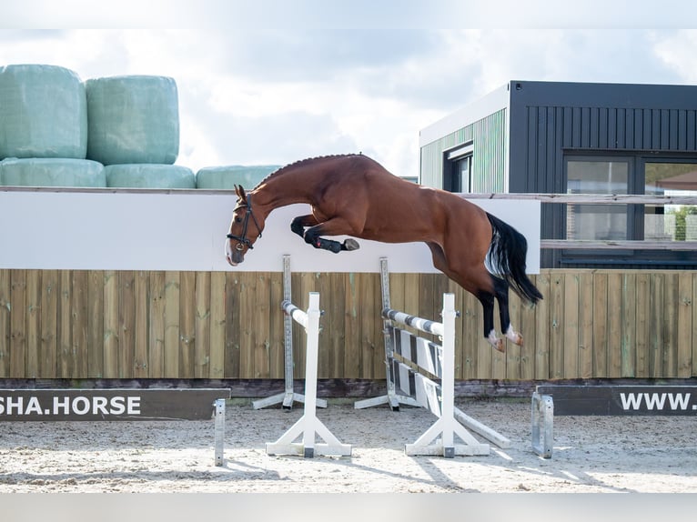 Studbook européen anglo Hongre 3 Ans 166 cm Bai in GROTE-BROGEL